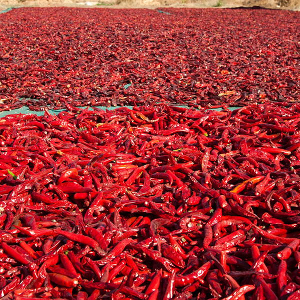 High Quality Organics Express chili de arbol drying in the sun