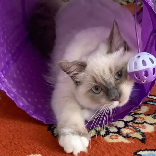A kitten pawing at a bell toy