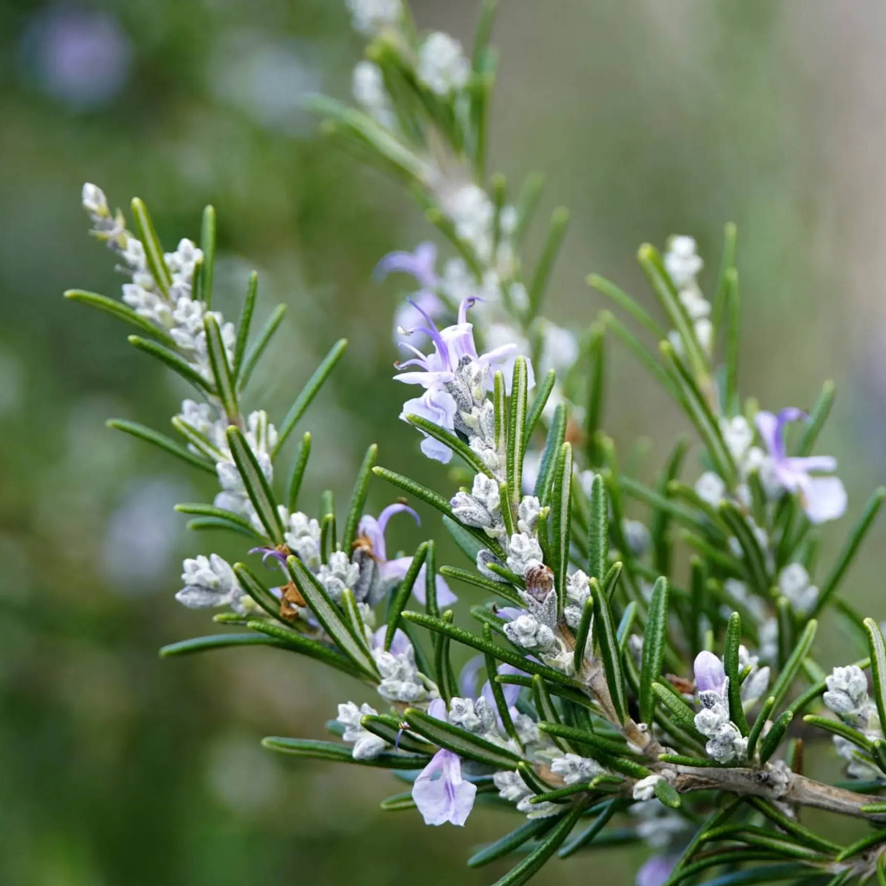 Rosemary Herbs