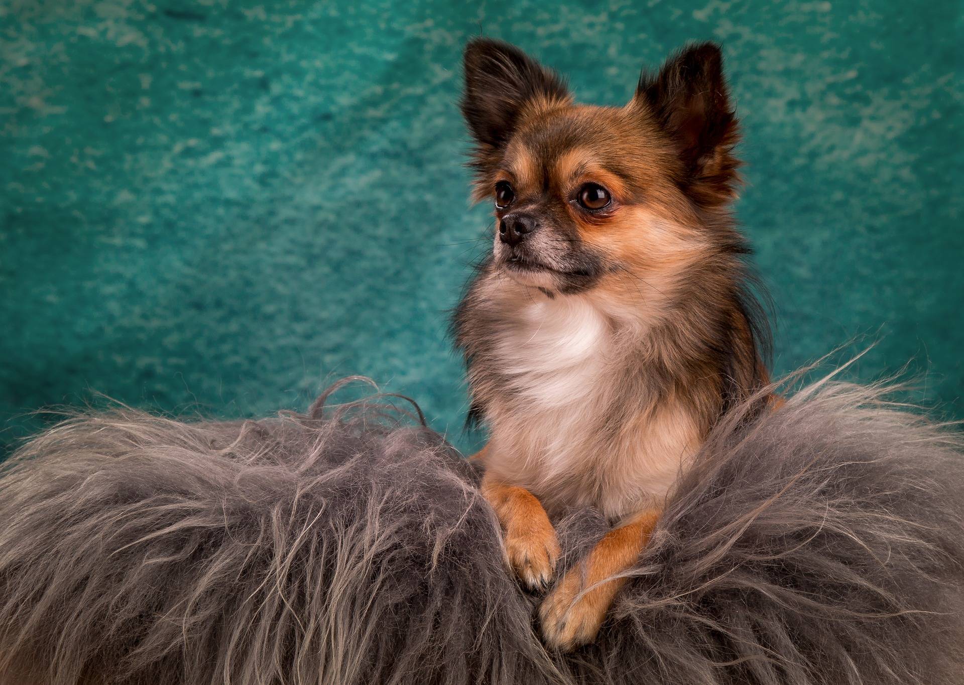 Complete Guide To The Classic Long Haired Chihuahua Petventuresbook