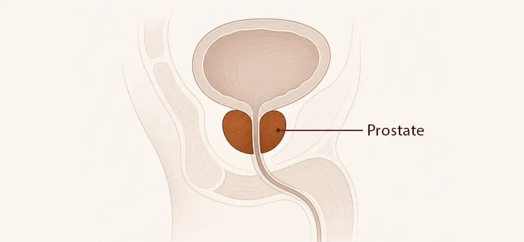 Illustration of the human prostate gland and surrounding anatomy.