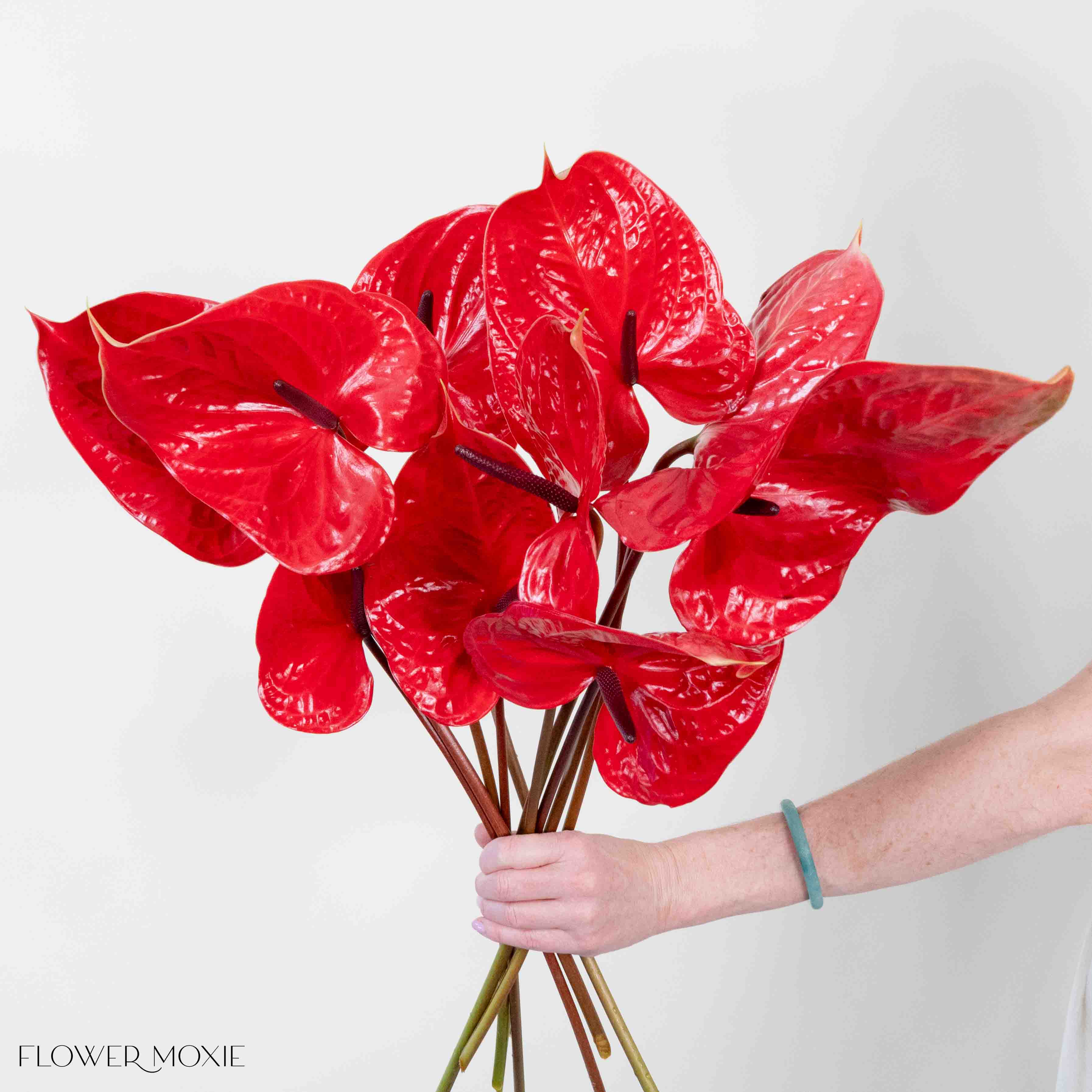 red Italian Anthurium