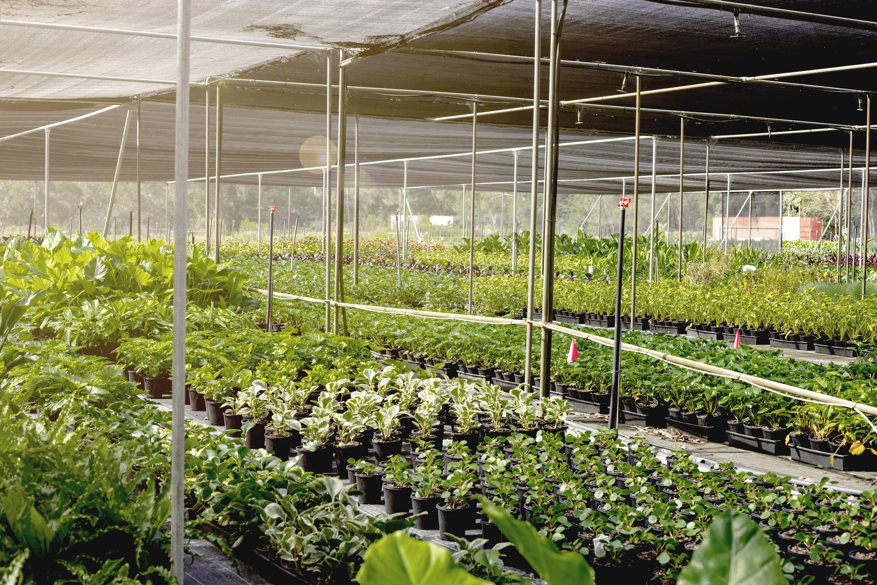 Plants growing in our Shadehouse at The Good Plant Co