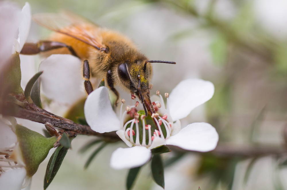 Manuka Bee tongue