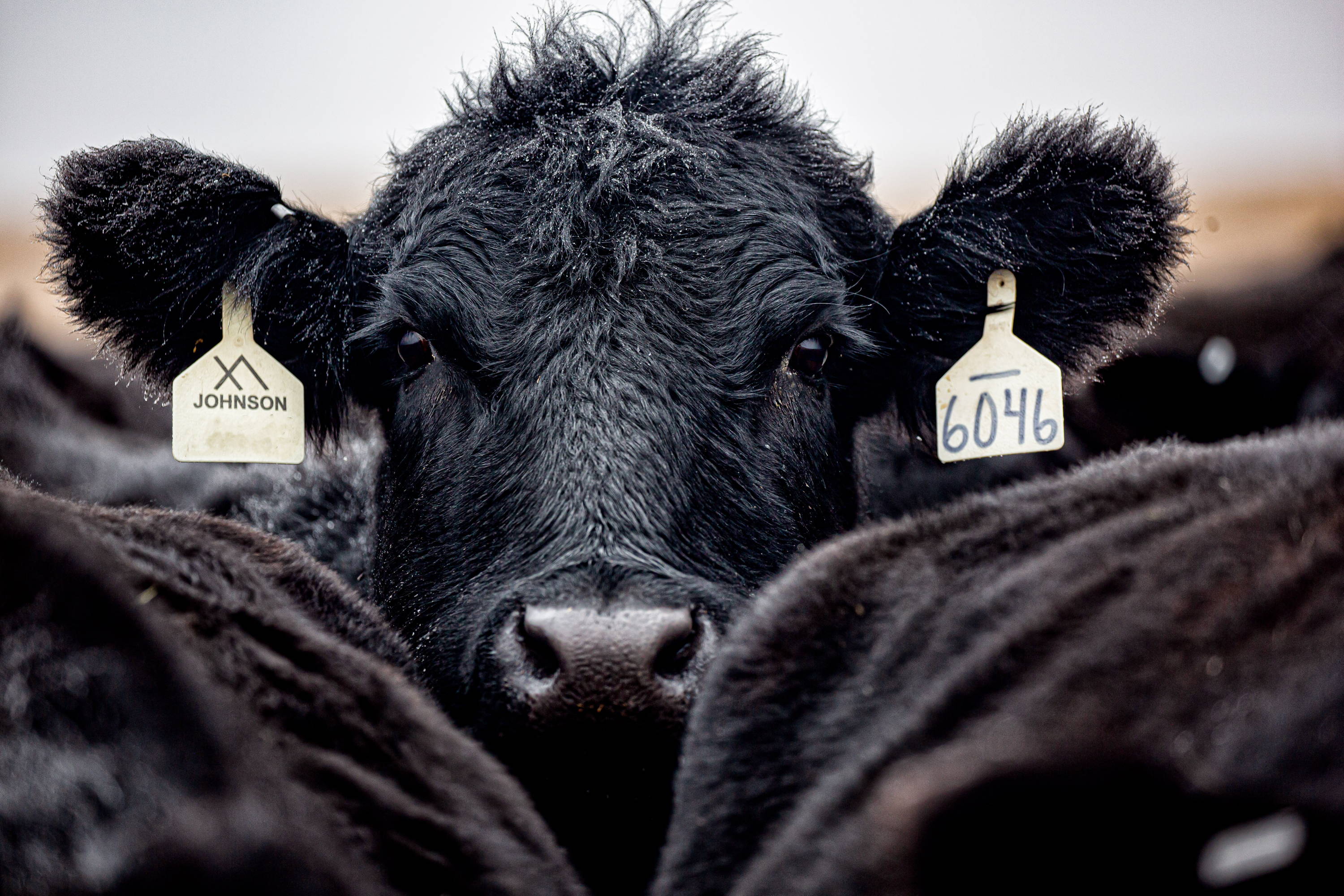 Cattle in a feed lot