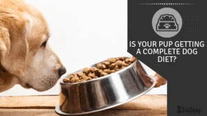Is your pup getting a complete dog diet?