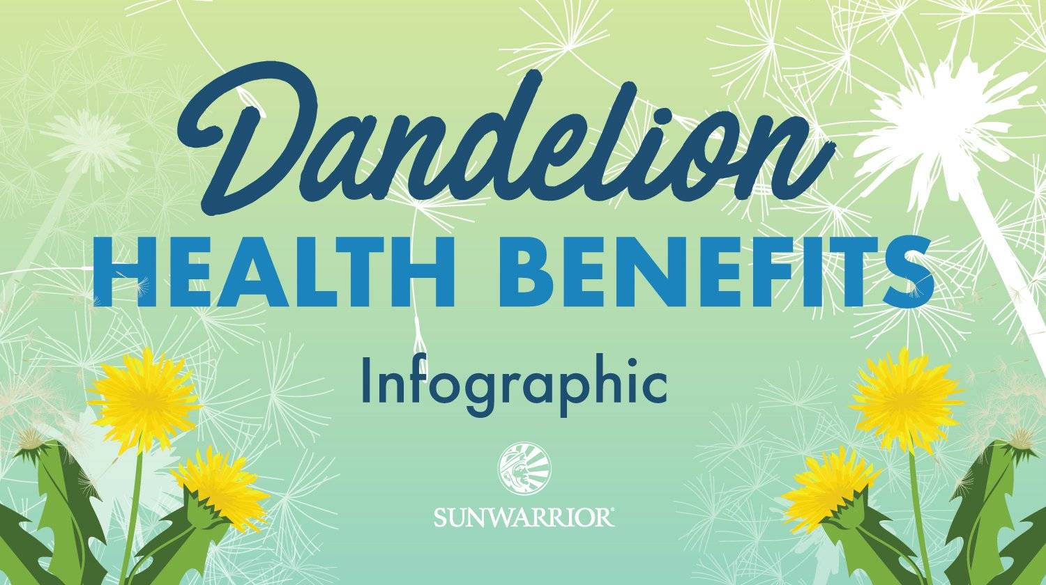 Dandelion Leaves and Root Health Benefits