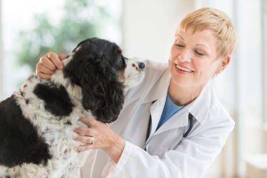 A black and white spaniel is petted by a blonde female doctor in a white coat with short blonde hair 