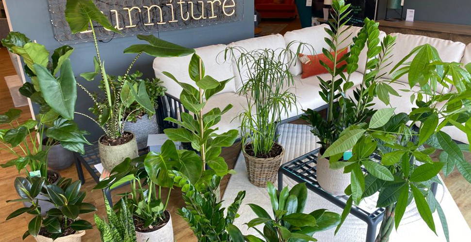 Plants For The Inside Of Your Home