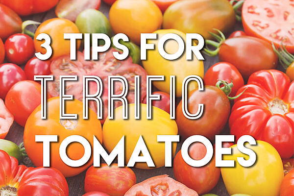 3 Tips for Terrific Tomatoes