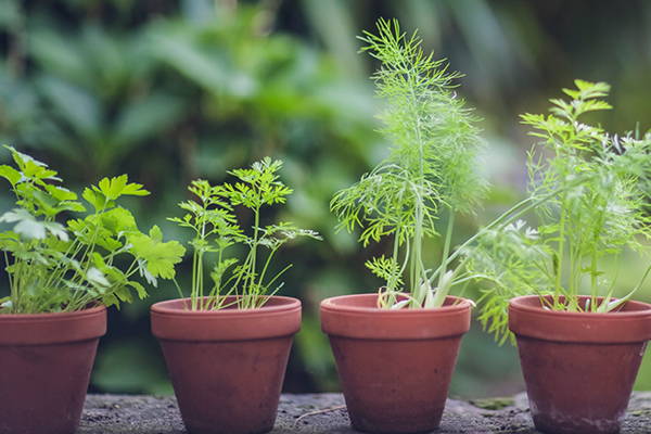 Container Gardening with Herbs