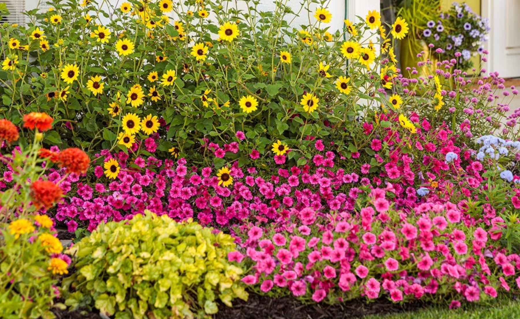 Garden full of Supertunia Vista® Fuchsia, Truffula™ Pink, Supertunia Vista® Paradise, Suncredible® Yellow