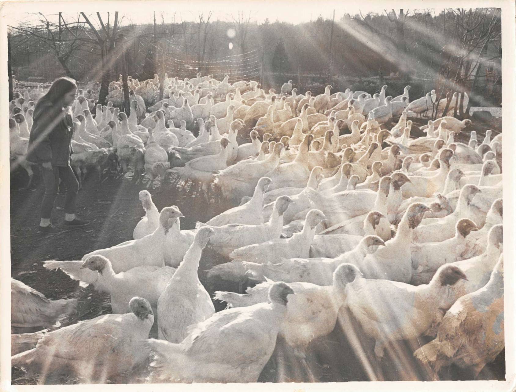 Black and white photo of woman on farm feeding hundreds of turkeys.