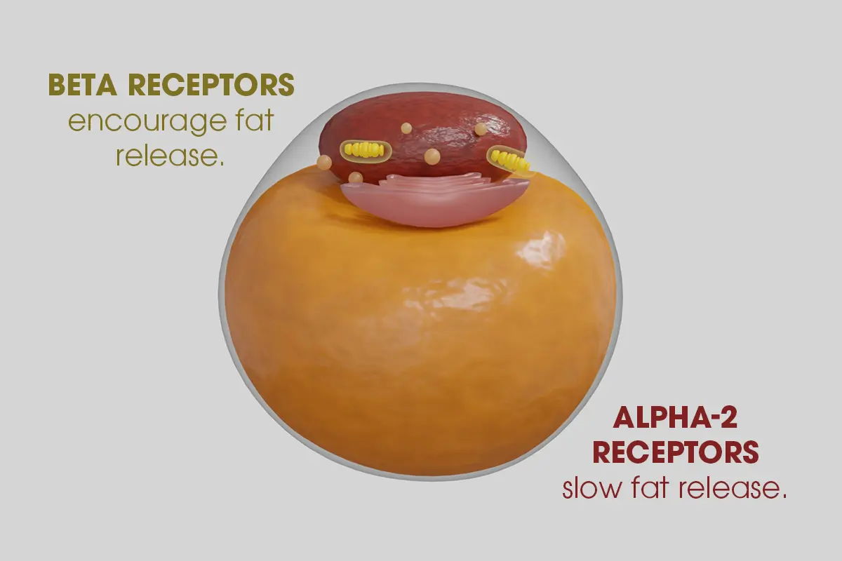 Illustration of beta and alpha-2 receptors related to fat release.