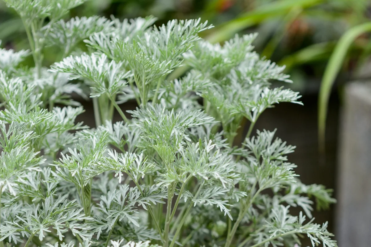 Artemisia 'Powis Castle' with finely textured silver-gray foliage, providing year-round contrast and soft texture in low-water Arizona garden designs.