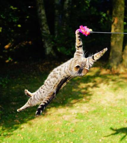 Cat exercise: Kitties who are active have more Faecalibacterium living in their guts than less active cats, putting them at a decreased risk for developing chronic digestive diseases and even some types of cancer.