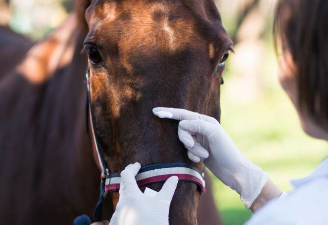 horse wound care