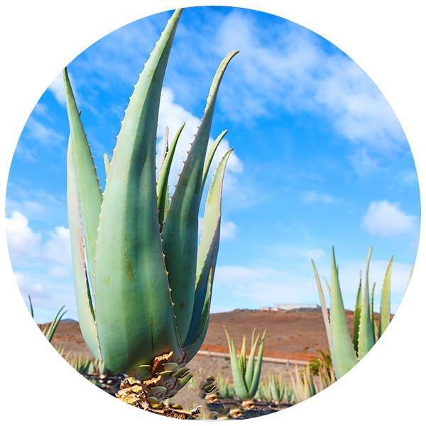 Aloe Vera Anbau in Mexiko