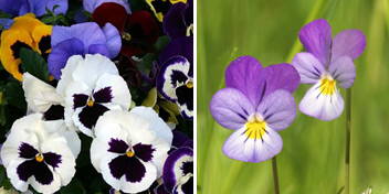 Violettes à grandes fleurs et à petites fleurs