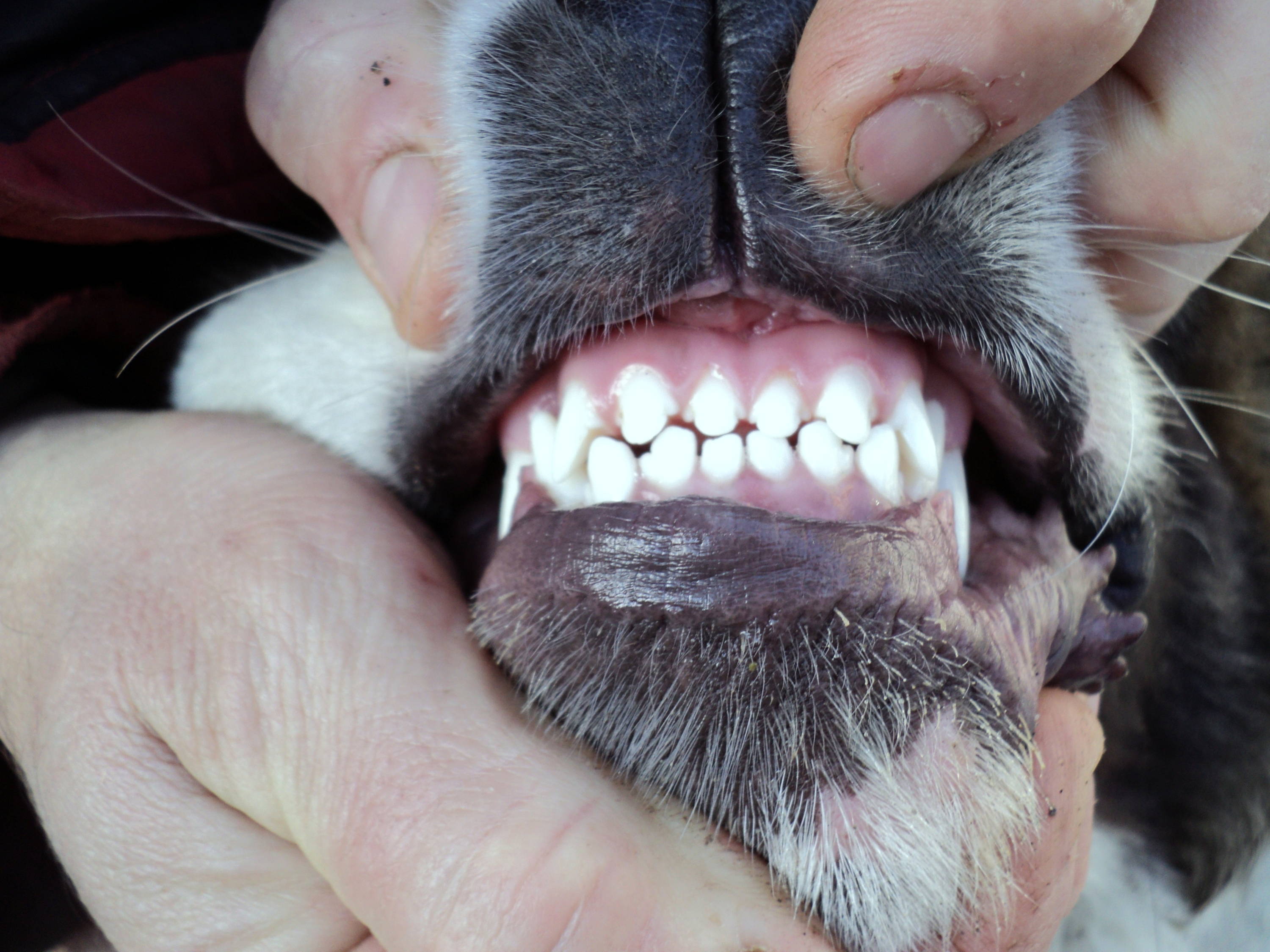 Vet inspecting dog's teeth