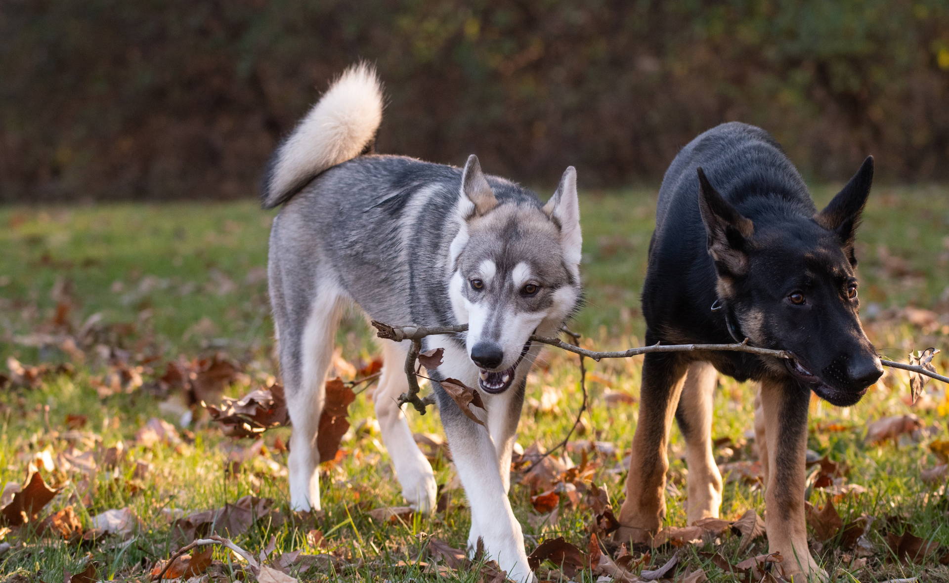 Husky vs German Shepherd. Size. Weight. Appearance 