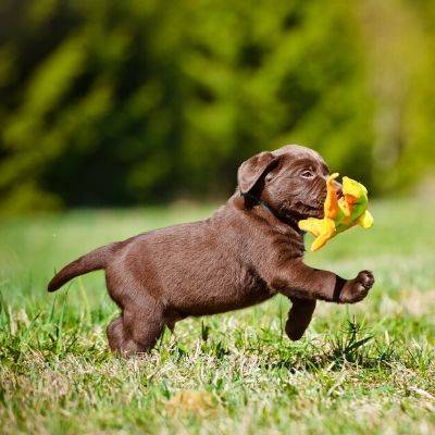 Labrador Puppy | Chocolate | With A Toy Outside