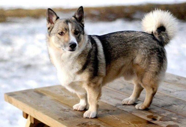 What Is A Corgi Husky Mix Called