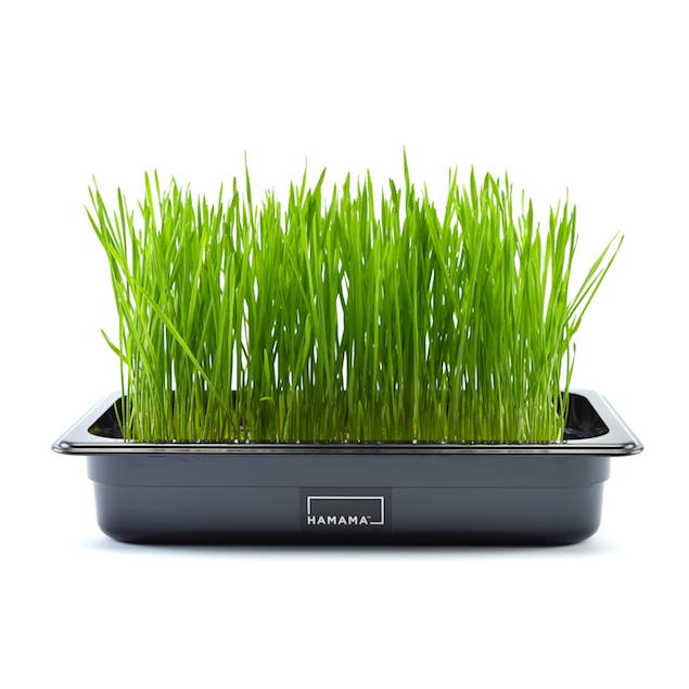 Fully grown homegrown wheatgrass in a grow tray.