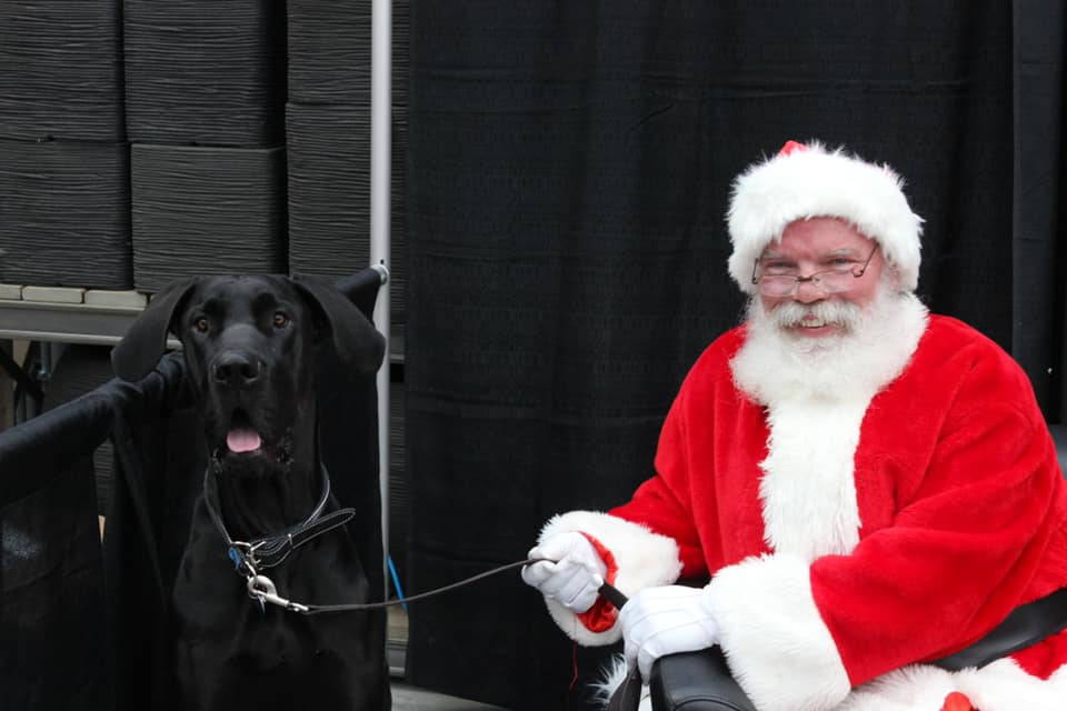 great dane with santa clause