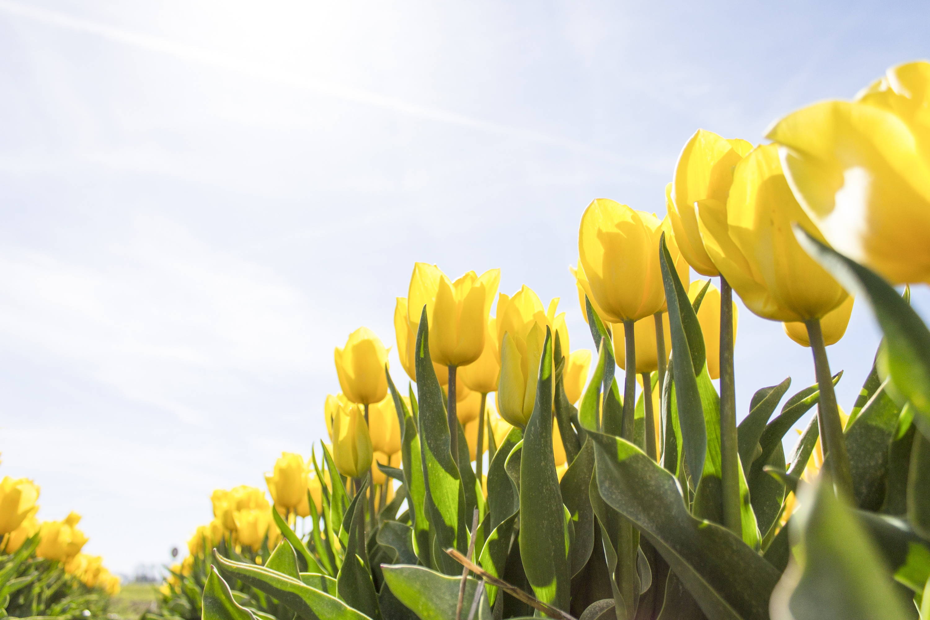 Piano Lente Voordeel 2022