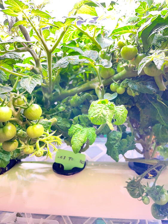 Green tomatoes growing among lush green leaves in a hydroponic setup.