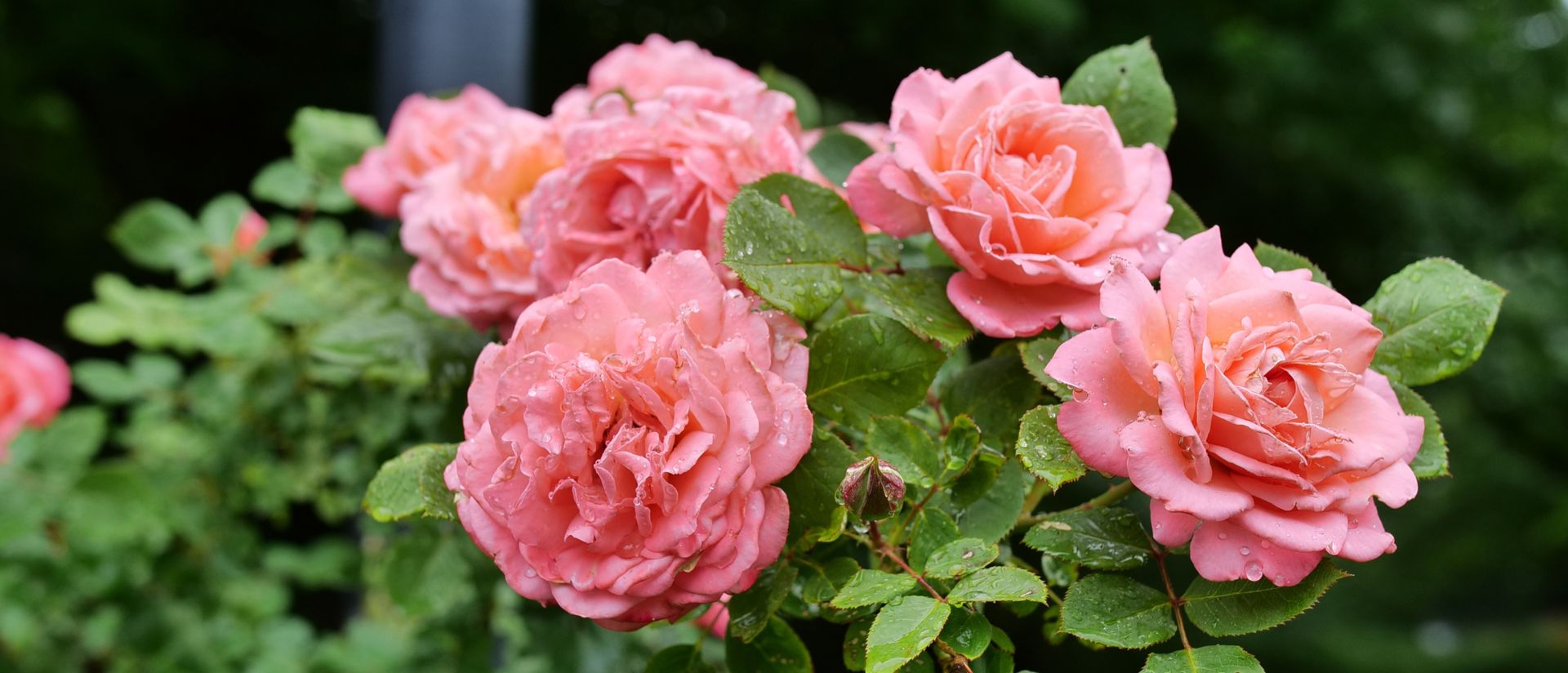 Photo of Reminiscent® Coral Rose