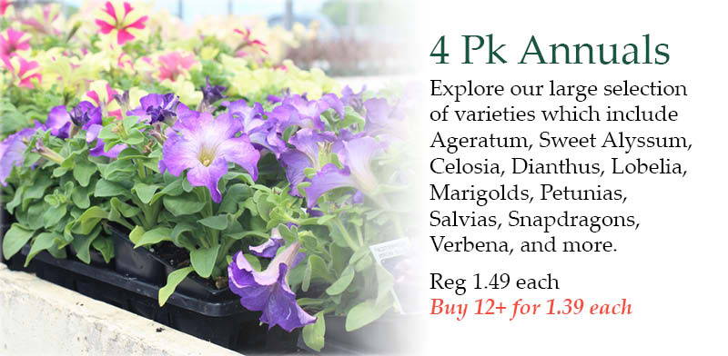 4 pack Annuals - Explore our large selection of varieties which include Ageratum, Sweet Alyssum, Celosia, Dianthus, Lobelia, Marigolds, Petunias, Salvias, Snapdragons, Verbena, and more. | Regular price: $1.49 each – Buy 12 or more for $1.39 each. 