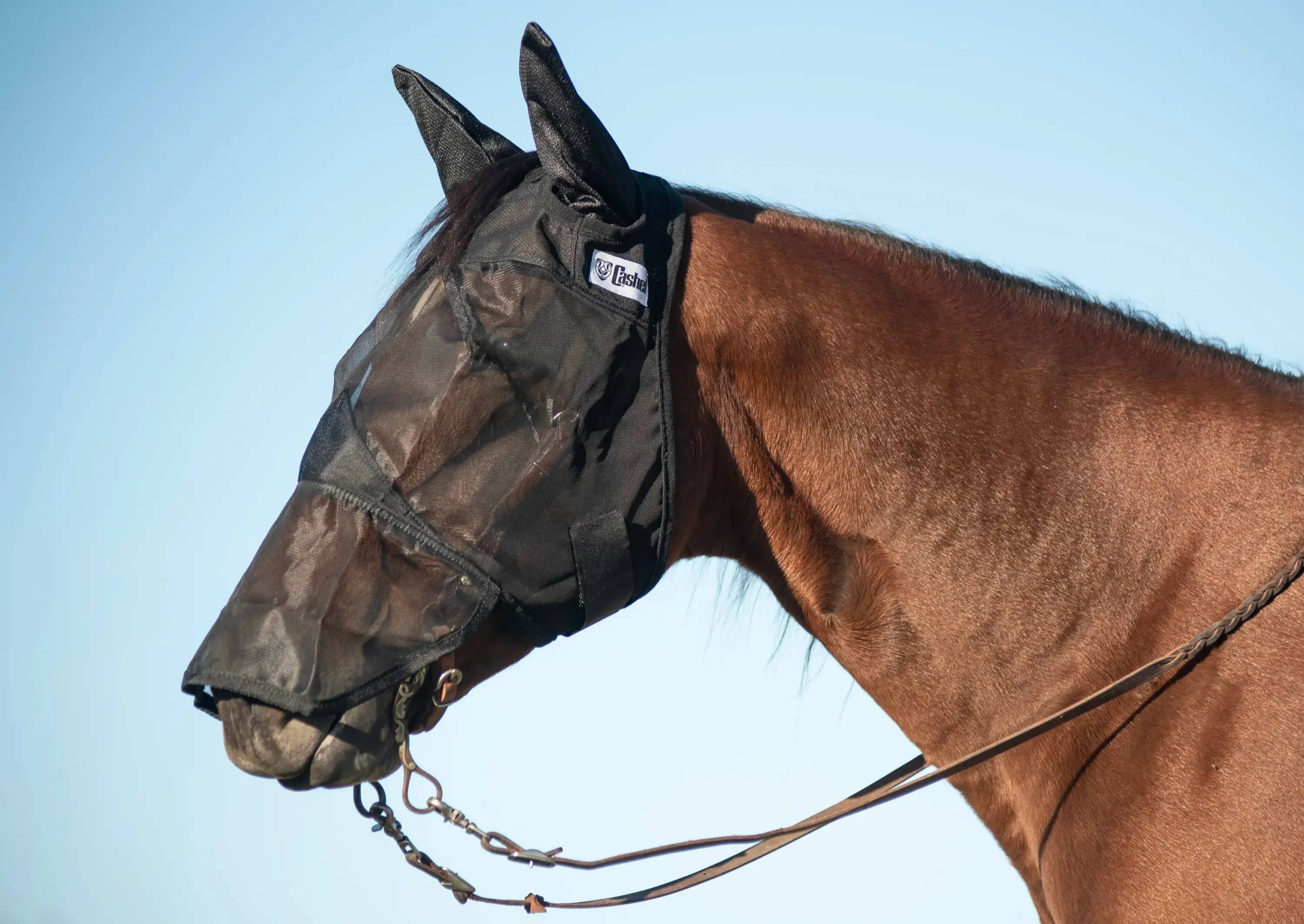 Horse in fly mask