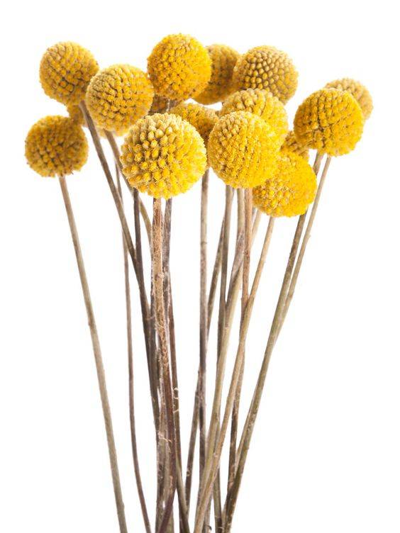 Billy Buttons