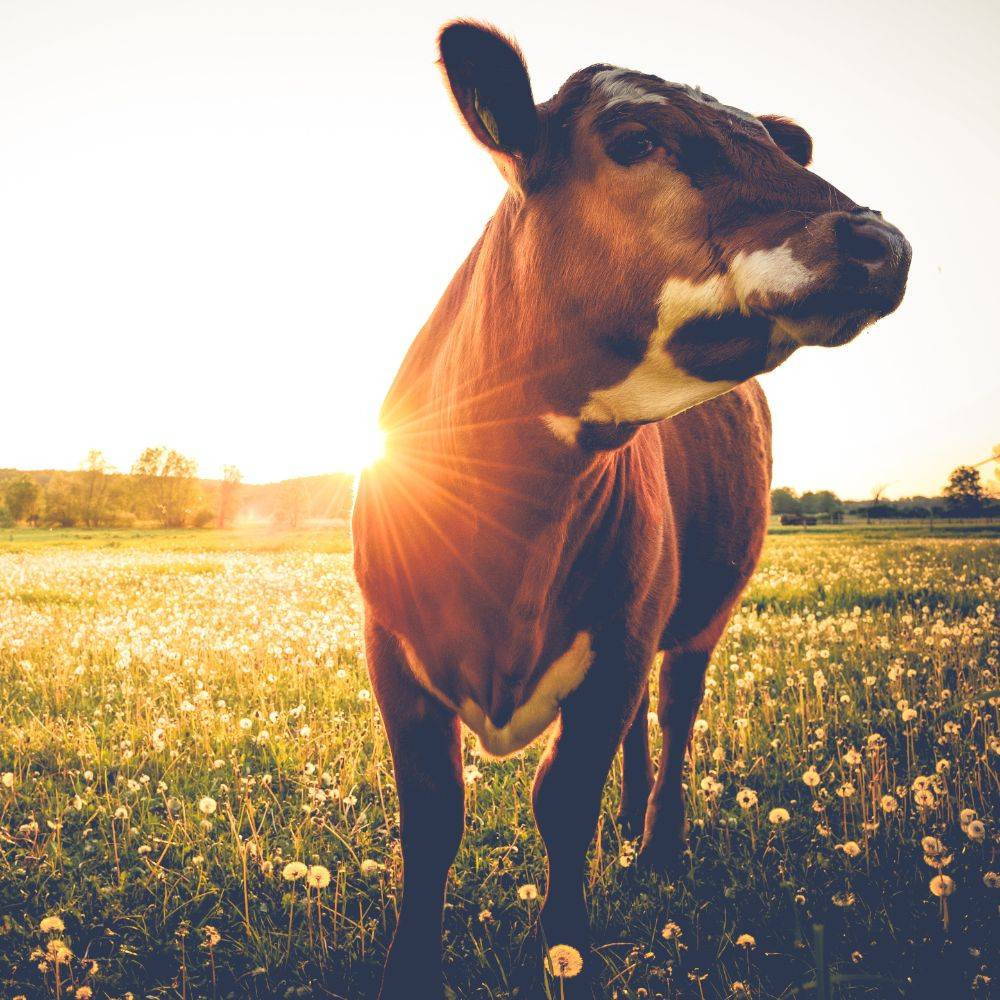 sunset cute cow vegan sanctuary