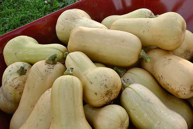 Squash just picked from the garden