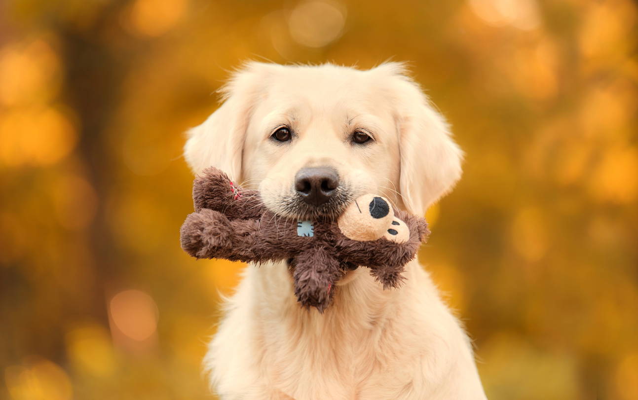 A golden retriever puppy with a teddy bear dog toy in his mouth.