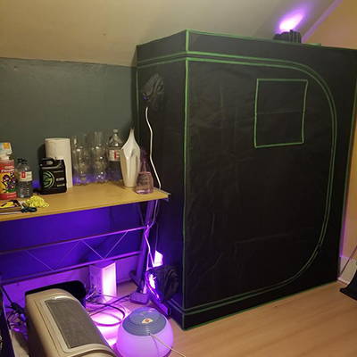 A grow tent set up in a bedroom running at peak conditions.
