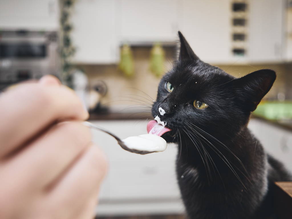 Your cat or dog can benefit from fermented foods like goat milk or yogurt