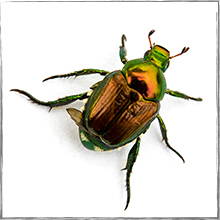 Jump down to Japanese beetle