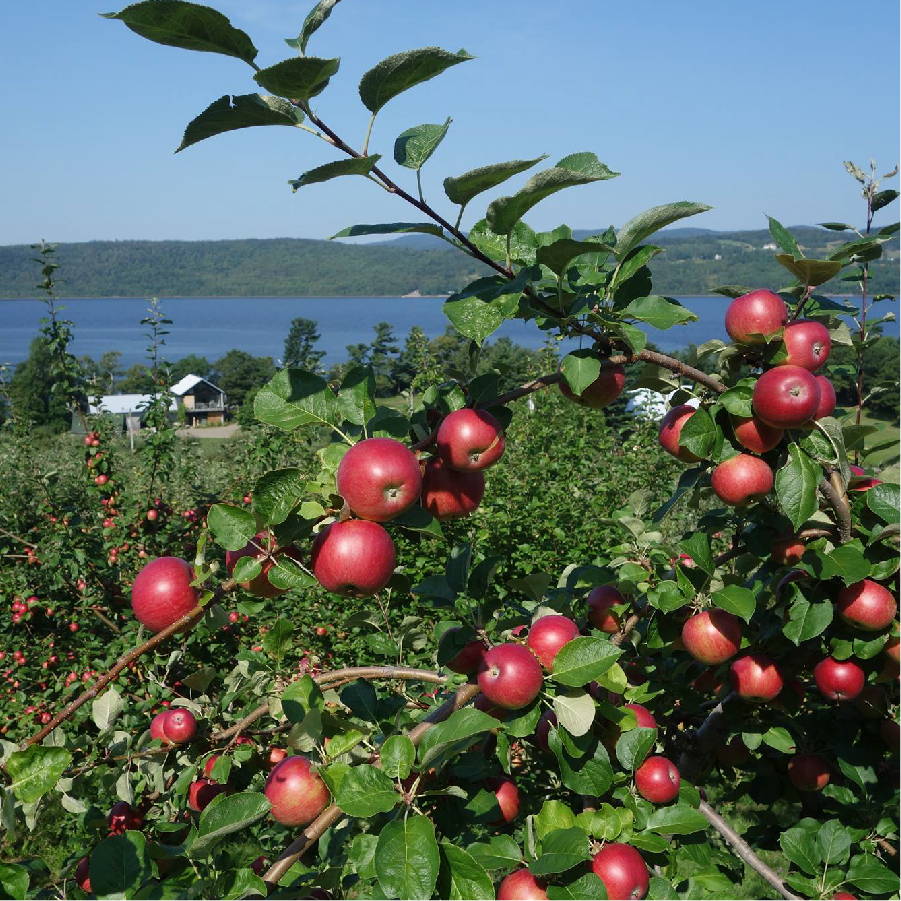a tree with apples on it near a body of water 