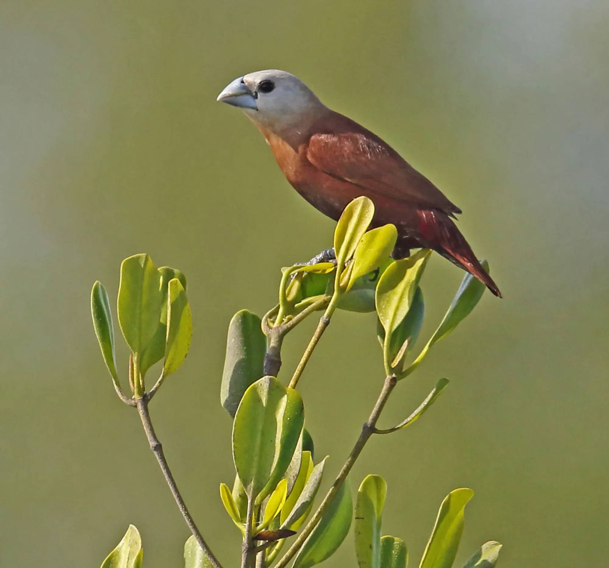 White-faced Munia in Bali, sitting on the edge of a plant