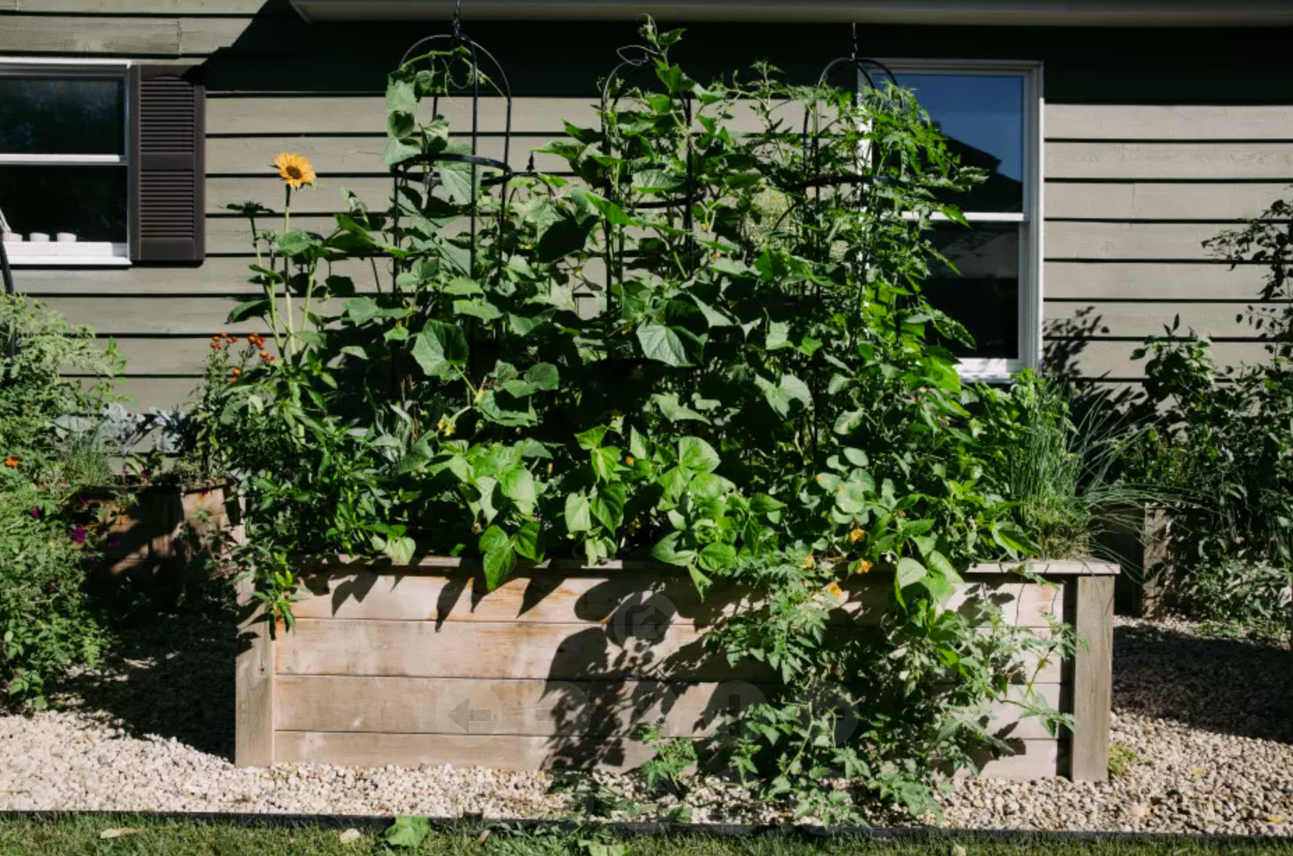 Vegetable garden in a raised wooden planter beside a house.