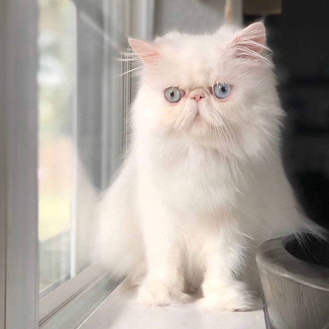 Lace, White Persian after using Eye Envy Tears Stain Remover products