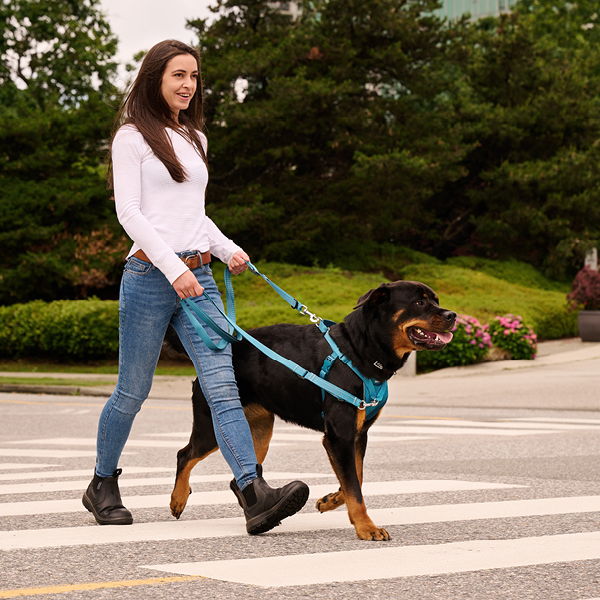 Woman walking a Rottweiler dog on a crosswalk in a park.