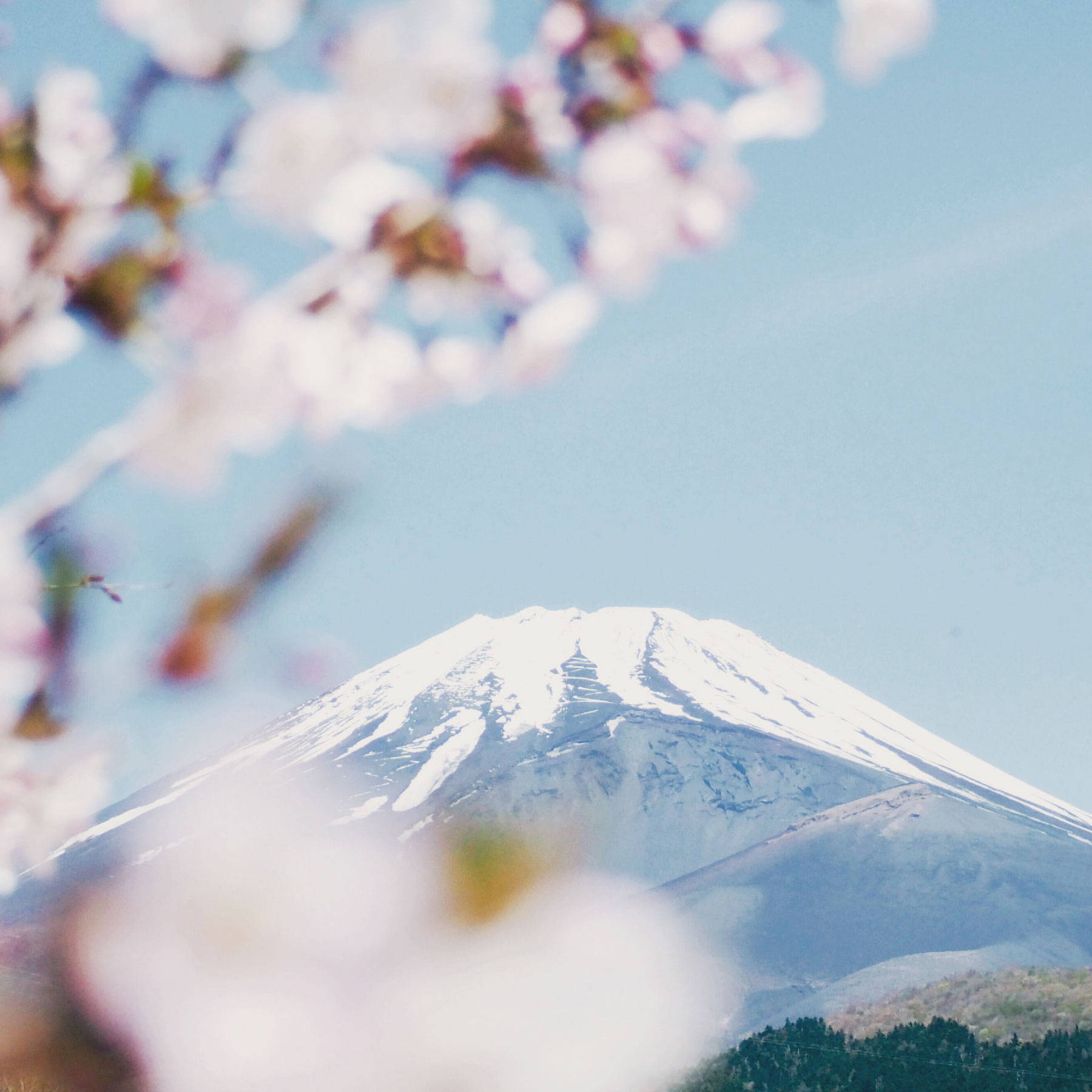 mount fuji and sakura tree 