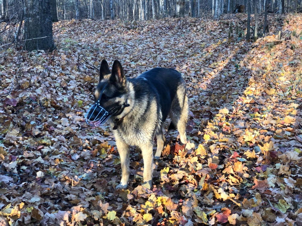 Wire Basket Muzzle