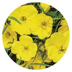 Photo of Superlophus™ Sunglow Texas Primrose