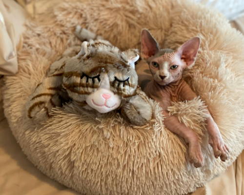 Snuggle Kitty Tiger